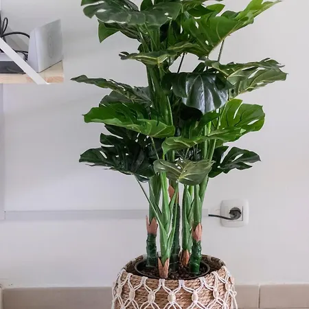 Atlantic Garden & Surf 165 Lejlighed Corralejo