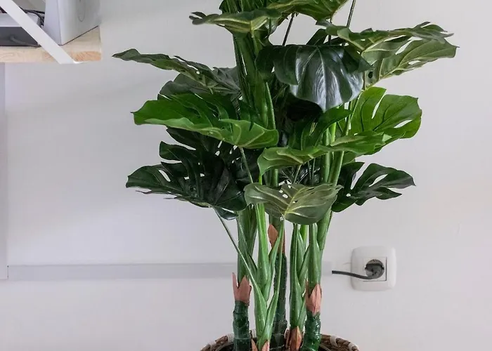 Atlantic Garden & Surf 165 Apartamento Corralejo